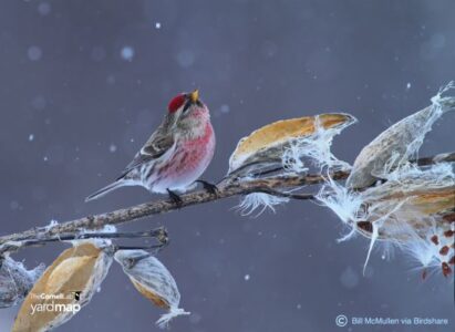 Winter Bird Survival Image